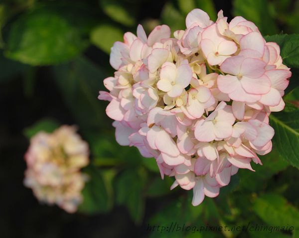 繡球花-2_nEO_IMG.jpg 繡球花-2_nEO_IMG.jpg