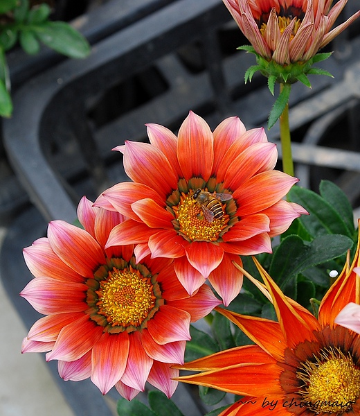 nEO_IMG_DSC_6917.jpg nEO_IMG_DSC_6917.jpg