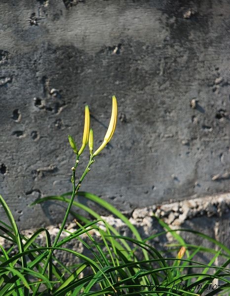 nEO_IMG_DSC_3999.jpg nEO_IMG_DSC_3999.jpg