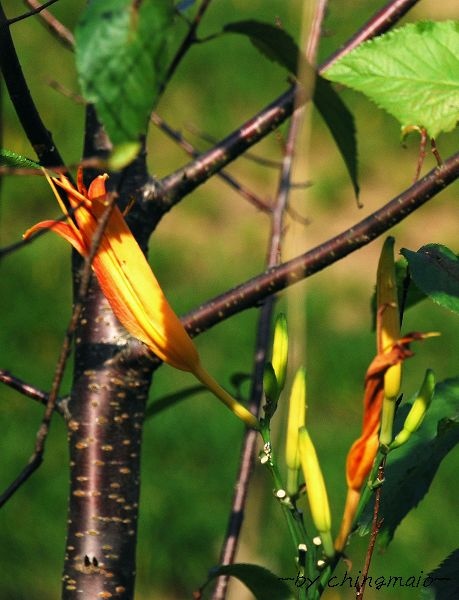 nEO_IMG_DSC_4005.jpg nEO_IMG_DSC_4005.jpg