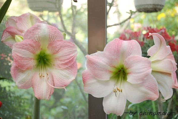 nEO_IMG_DSC_1907.jpg nEO_IMG_DSC_1907.jpg