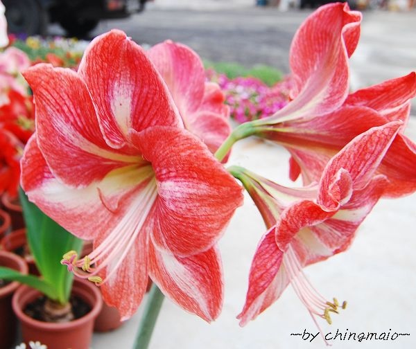 nEO_IMG_DSC_4205.jpg nEO_IMG_DSC_4205.jpg