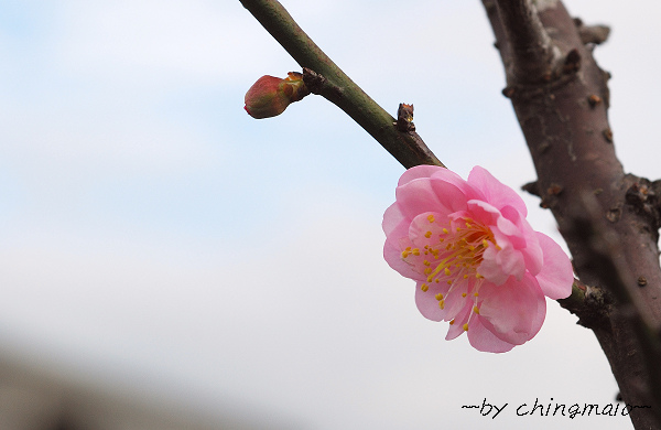 nEO_IMG_DSC_4862.jpg