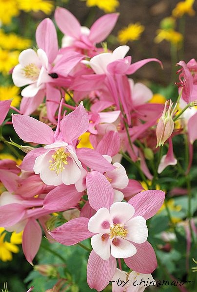 nEO_IMG_DSC_5145.jpg nEO_IMG_DSC_5145.jpg