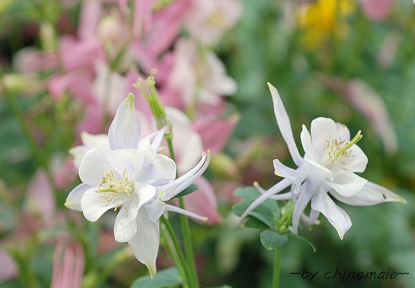 nEO_IMG_DSC_5150.jpg nEO_IMG_DSC_5150.jpg