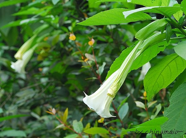 nEO_IMG_DSC_5952.jpg