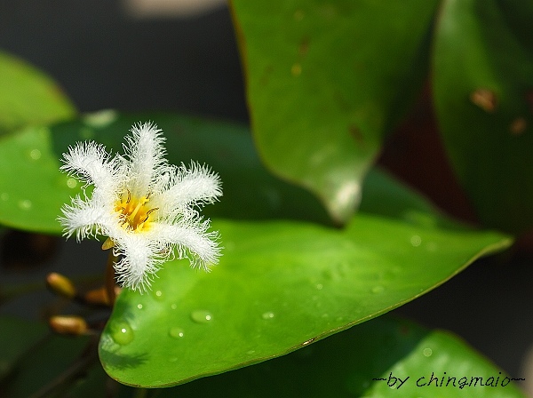 nEO_IMG_DSC_6252.jpg nEO_IMG_DSC_6252.jpg