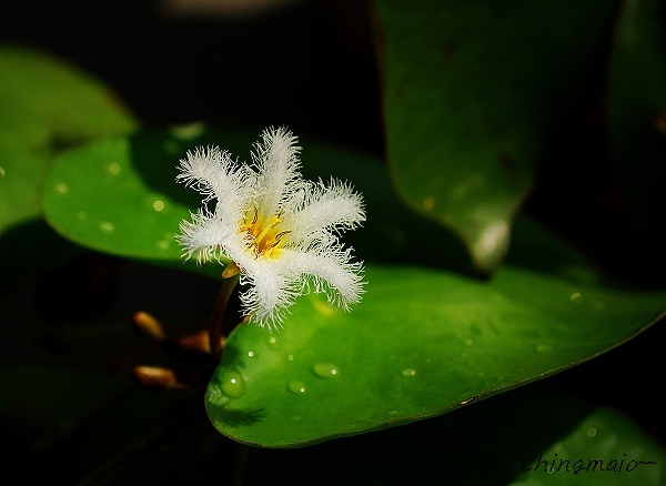 nEO_IMG_DSC_6253.jpg nEO_IMG_DSC_6253.jpg