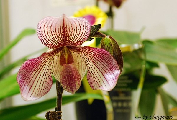 nEO_IMG_DSC_6735.jpg