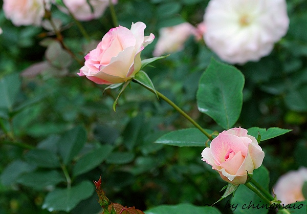 nEO_IMG_DSC_7829.jpg nEO_IMG_DSC_7829.jpg