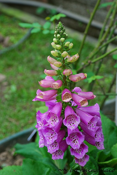 nEO_IMG_DSC_7832.jpg nEO_IMG_DSC_7832.jpg