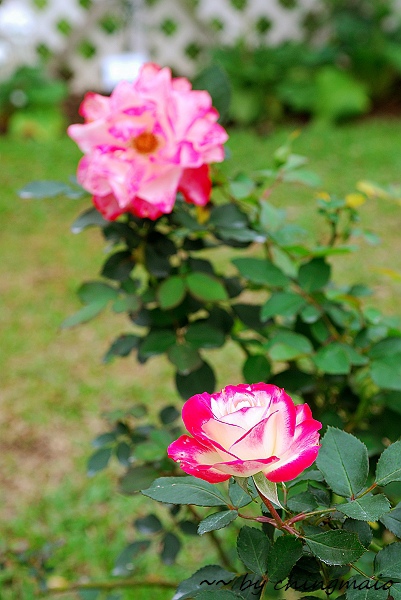 nEO_IMG_DSC_7836.jpg nEO_IMG_DSC_7836.jpg