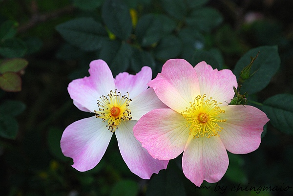 nEO_IMG_DSC_7838.jpg nEO_IMG_DSC_7838.jpg