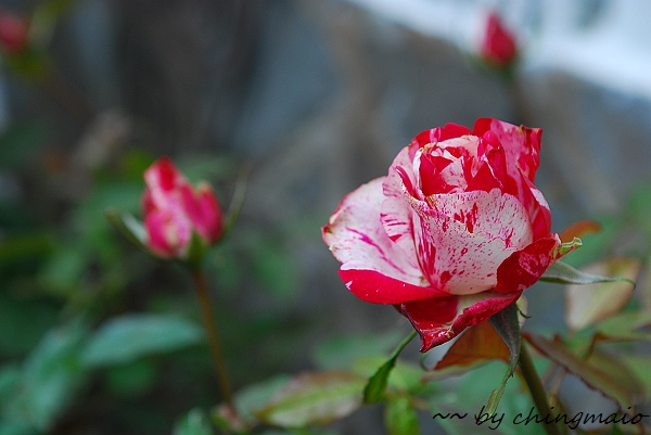 nEO_IMG_DSC_7842.jpg nEO_IMG_DSC_7842.jpg