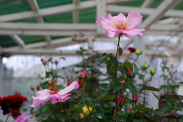 nEO_IMG_DSC_7845.jpg nEO_IMG_DSC_7845.jpg