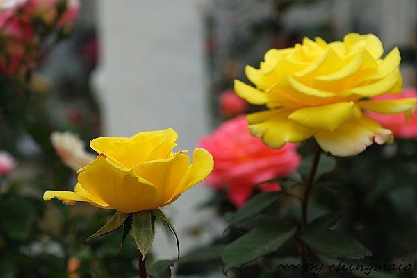 nEO_IMG_DSC_7849.jpg nEO_IMG_DSC_7849.jpg