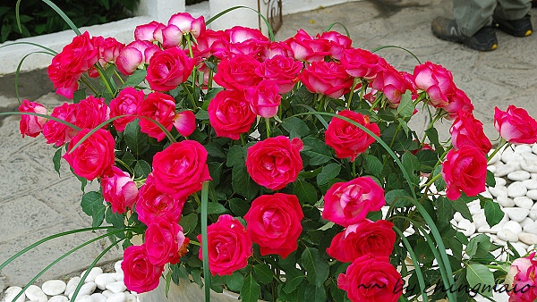 nEO_IMG_DSC_7850.jpg nEO_IMG_DSC_7850.jpg