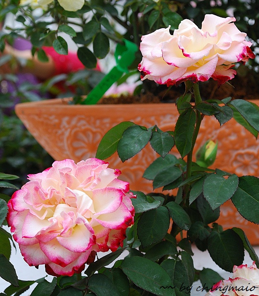 nEO_IMG_DSC_7851.jpg nEO_IMG_DSC_7851.jpg