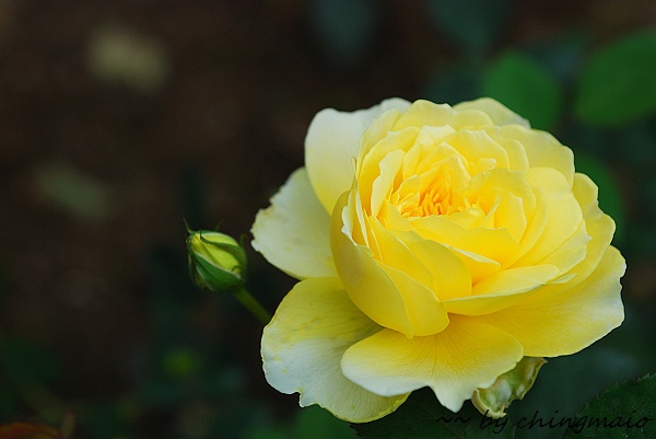 nEO_IMG_DSC_7853.jpg nEO_IMG_DSC_7853.jpg