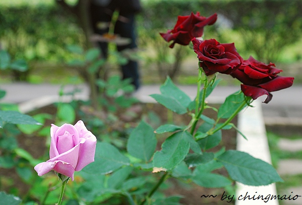 nEO_IMG_DSC_7854.jpg nEO_IMG_DSC_7854.jpg