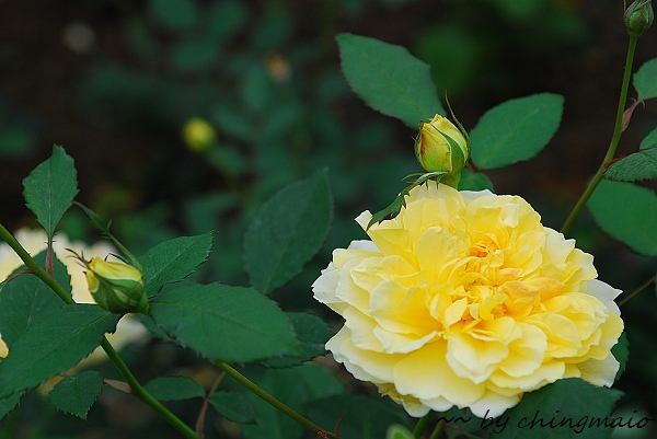 nEO_IMG_DSC_7855.jpg nEO_IMG_DSC_7855.jpg