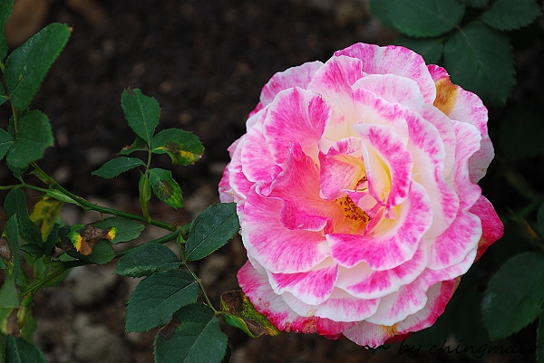 nEO_IMG_DSC_7857.jpg nEO_IMG_DSC_7857.jpg