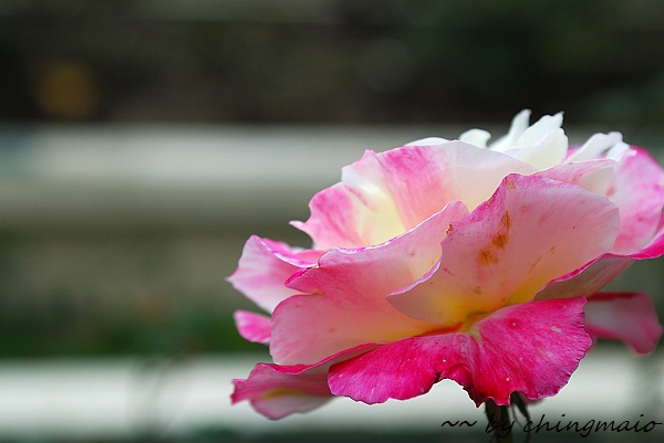 nEO_IMG_DSC_7858.jpg nEO_IMG_DSC_7858.jpg