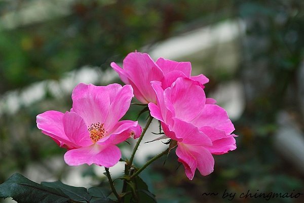 nEO_IMG_DSC_7859.jpg nEO_IMG_DSC_7859.jpg