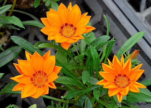 nEO_IMG_DSC_6918.jpg nEO_IMG_DSC_6918.jpg