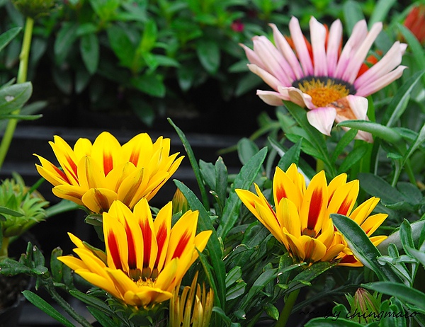 nEO_IMG_DSC_6921.jpg nEO_IMG_DSC_6921.jpg