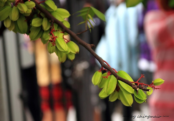 nEO_IMG_IMG_0955.jpg nEO_IMG_IMG_0955.jpg