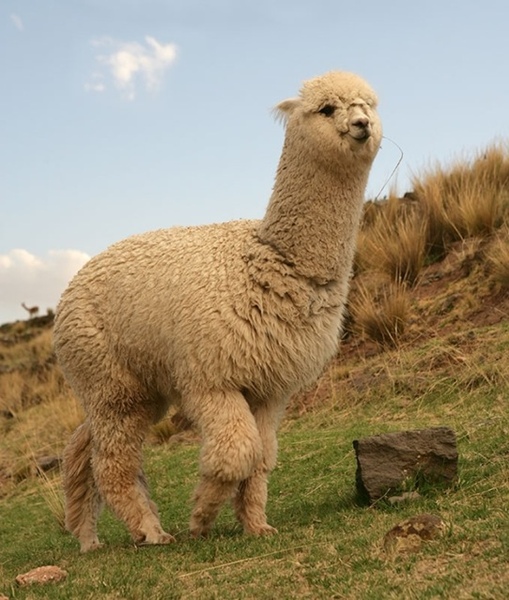 Alpaca.jpg Alpaca.jpg