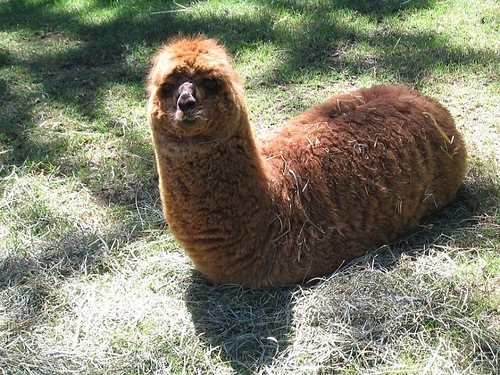 Alpaca2.jpg Alpaca2.jpg