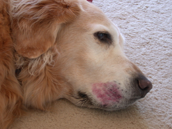 ChoCho Cherry After.jpg ChoCho Cherry After.jpg