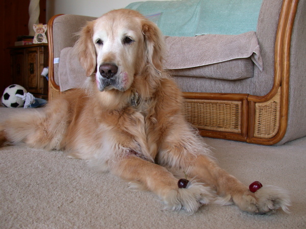 ChoCho Cherry Patient1.jpg ChoCho Cherry Patient1.jpg