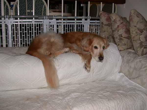 ChoCho on Sofa1.jpg ChoCho on Sofa1.jpg