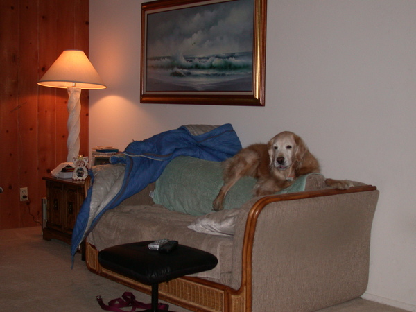 ChoCho on Sofa2.jpg ChoCho on Sofa2.jpg