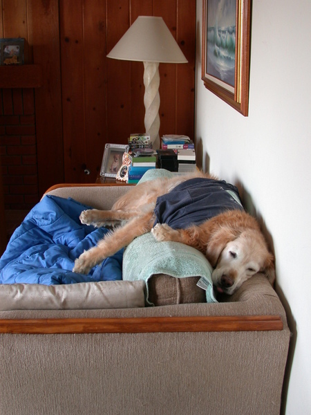 ChoCho on Sofa3.jpg ChoCho on Sofa3.jpg