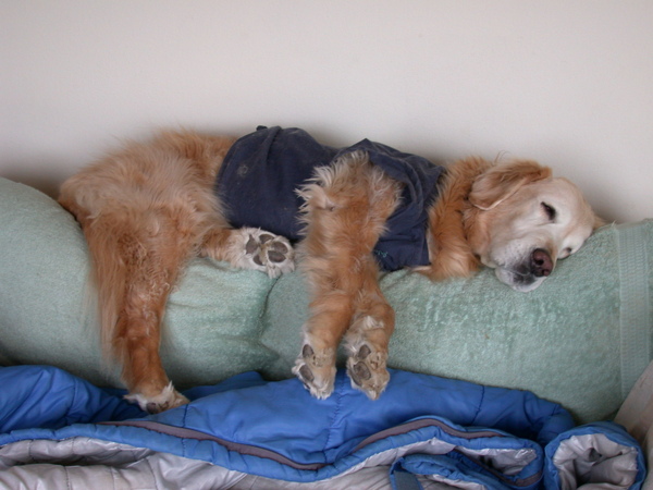 ChoCho on Sofa4.jpg ChoCho on Sofa4.jpg