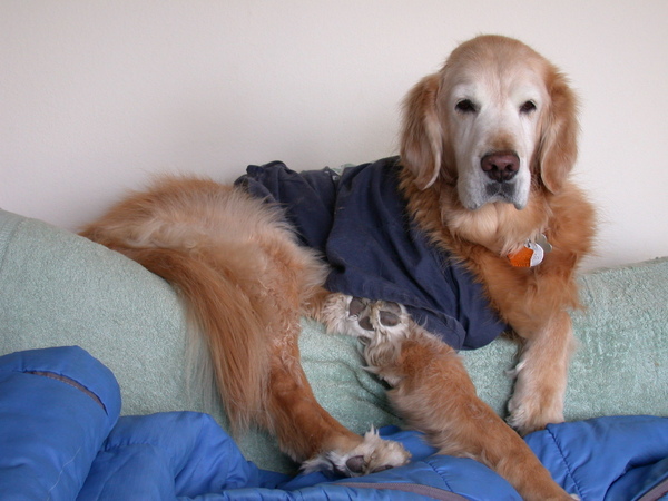 ChoCho on Sofa5.jpg ChoCho on Sofa5.jpg