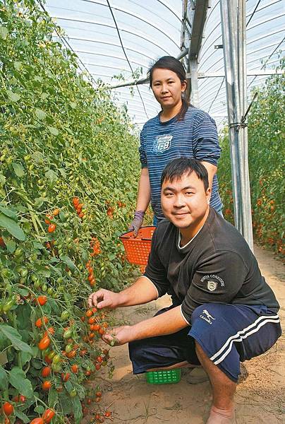 國手夫妻種番茄 訂單接不完