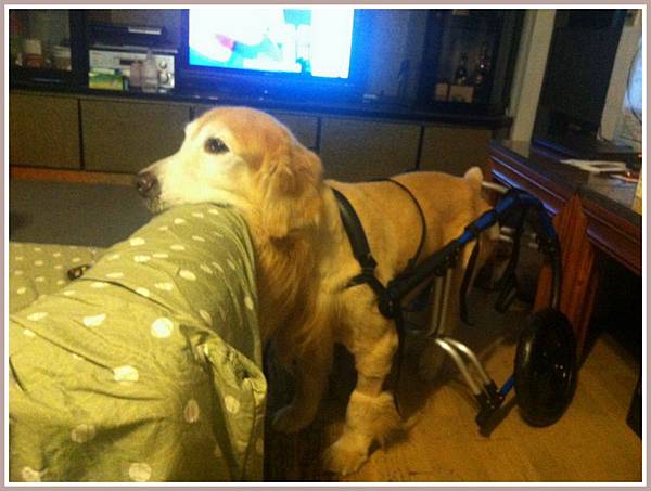 黃金獵犬麥克西坐輪椅 (8) 黃金獵犬麥克西坐輪椅 (8)