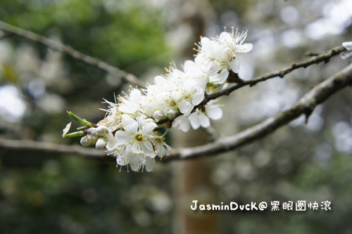 _DSC0008
