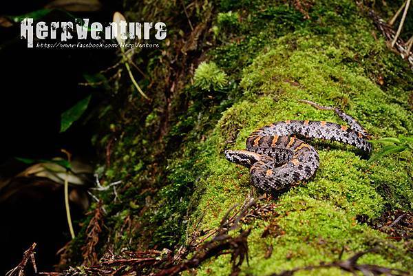 瑪家山龜殼花 (the Taiwan Mountain Pitviper, Ovophis makazayazaya)