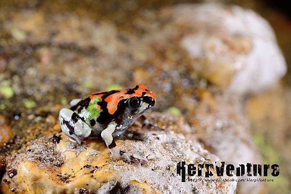彩虹犁足蛙 (Malagasy Rainbow Frog, Scaphiophryne gottlebei) 彩虹犁足蛙 (Malagasy Rainbow Frog, Scaphiophryne gottlebei)