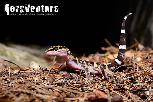 久米瞼虎 (Japanese Yamashinae's Cave Gecko, Goniurosaurus kuroiwae yamashinae)