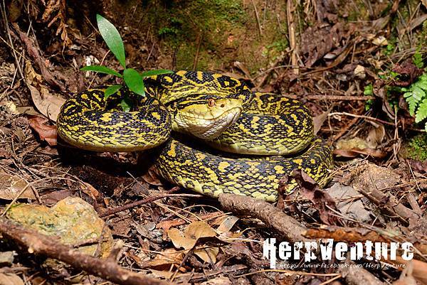 黃綠龜殼花 (Okinawa Habu, Protobothrops flavoviridis)