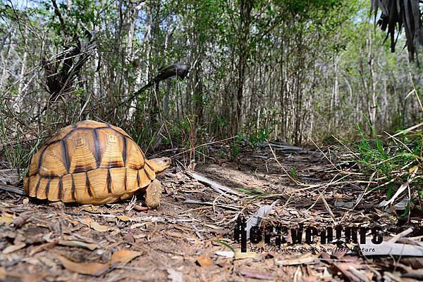 安哥洛卡陸龜 (Angonoka tortoise, Astrochelys yniphora)