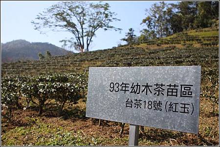 日月老茶廠 (1) 日月老茶廠 (1)