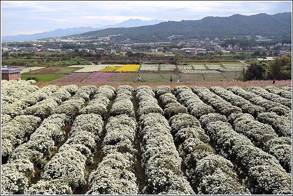 銅鑼杭菊 (2) 銅鑼杭菊 (2)